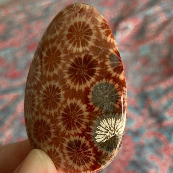 Fossil Coral Cabochon with Unique Crystalline Pattern - Picture 3 of 7